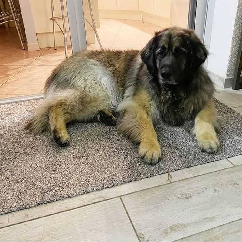 10 Conseils pour garder le sol propre avec un chien et un chat